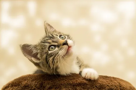 길고양이 중성화 사업의 필요성3