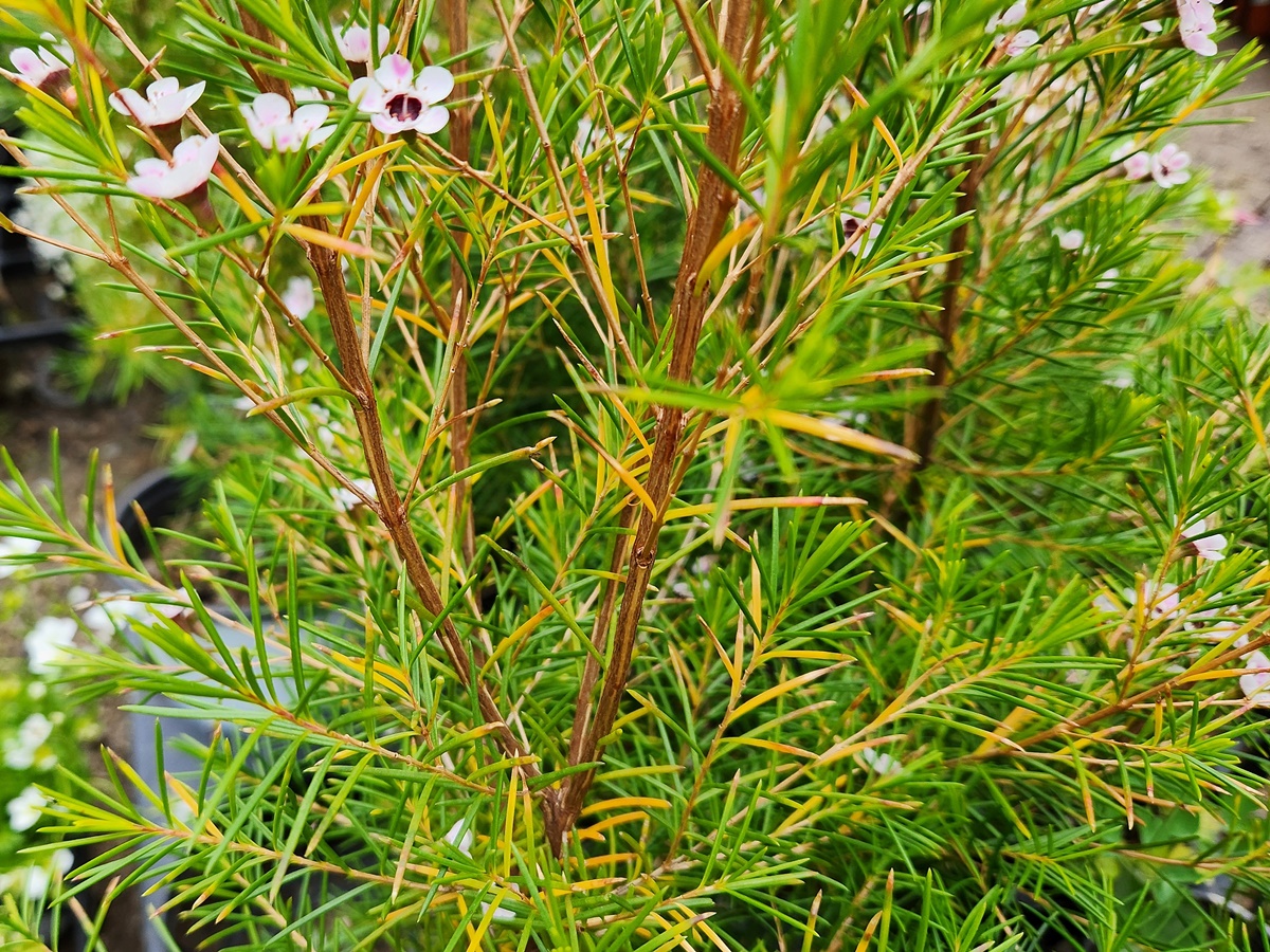 왁스플라워(솔매화)