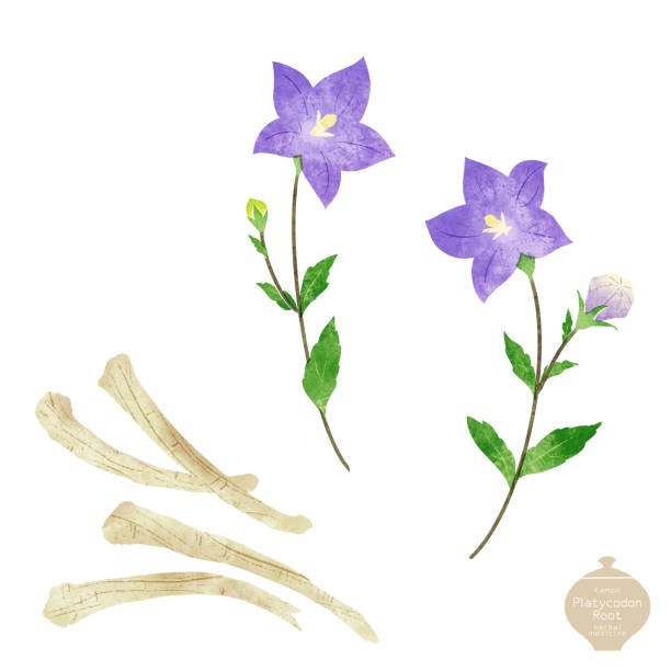 도라지 일러스트