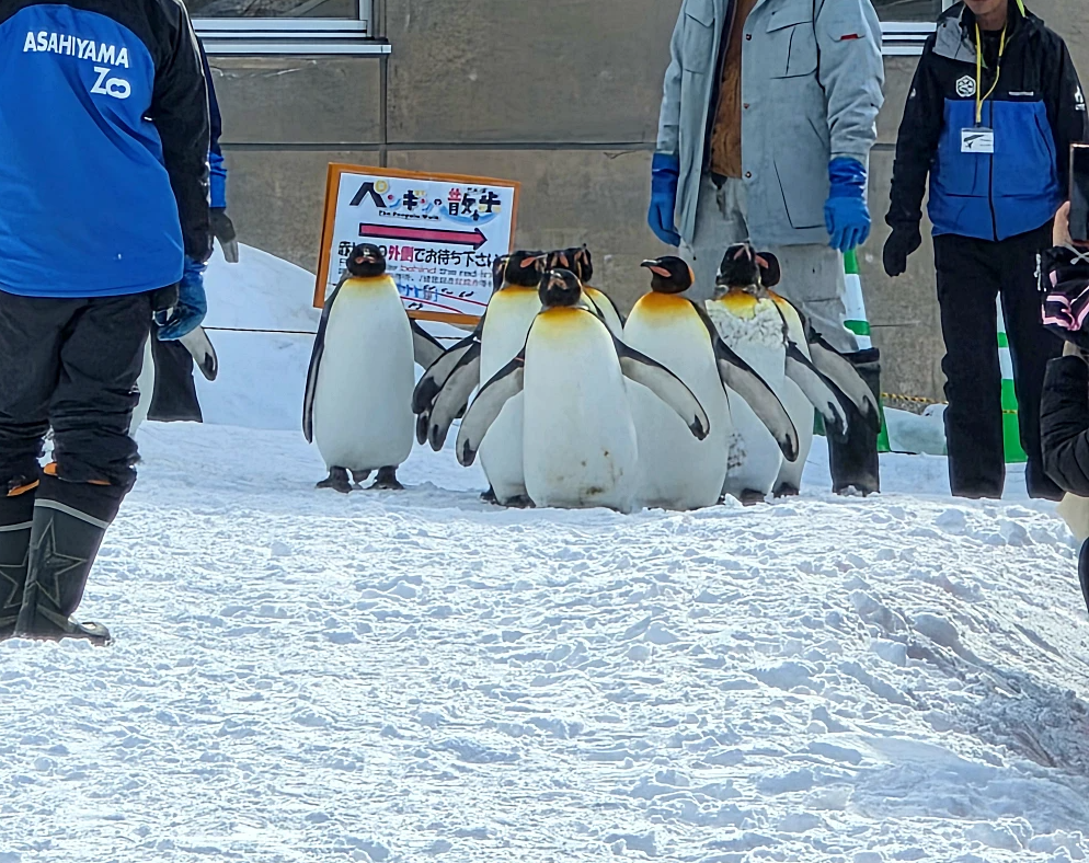 아사히야마 동물원 펭귄 워크 관광5