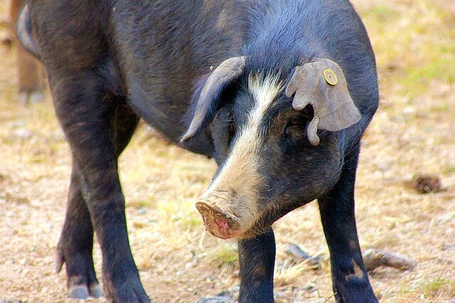 2024년 신년운세 돼지띠 2월 돼지꿈을 꾸었어~