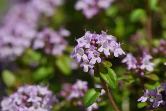 백리향 키우는 법 집에서 재배법 꿀팁_47