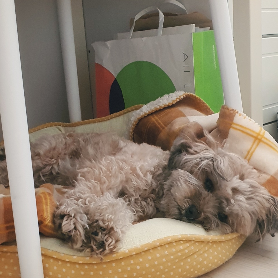 방석에서 쉬는 중인 토리