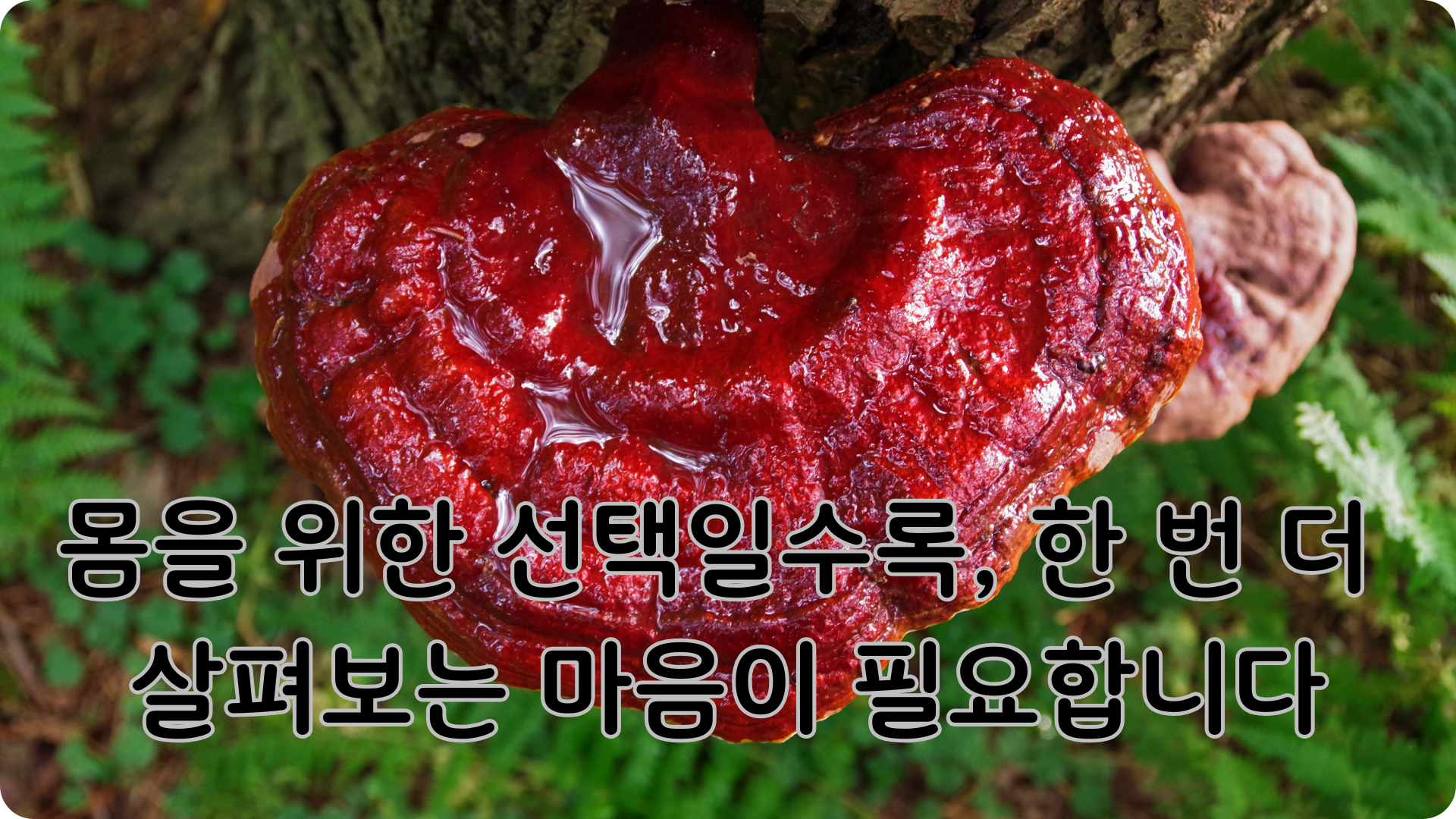 영지버섯 부작용과 주의사항