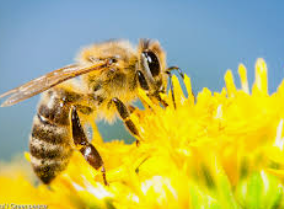 프로폴리스 복용법