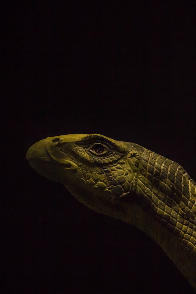 뱀꿈해몽11가지