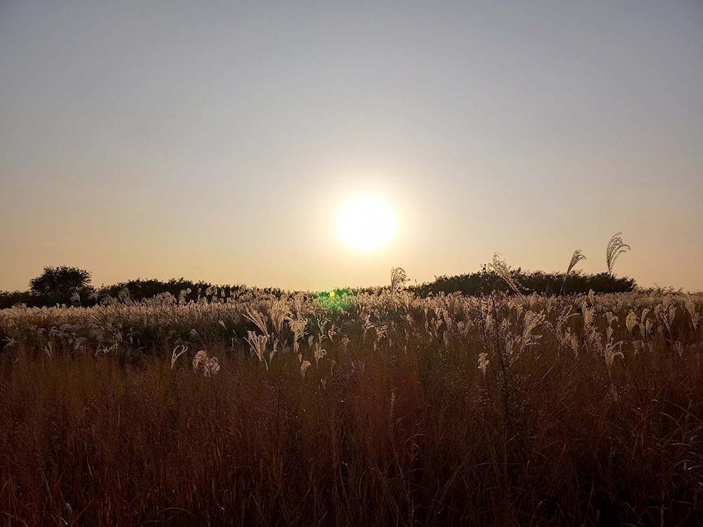 11월 건강한 도전: 10만보 걷기챌린지: 하늘공원