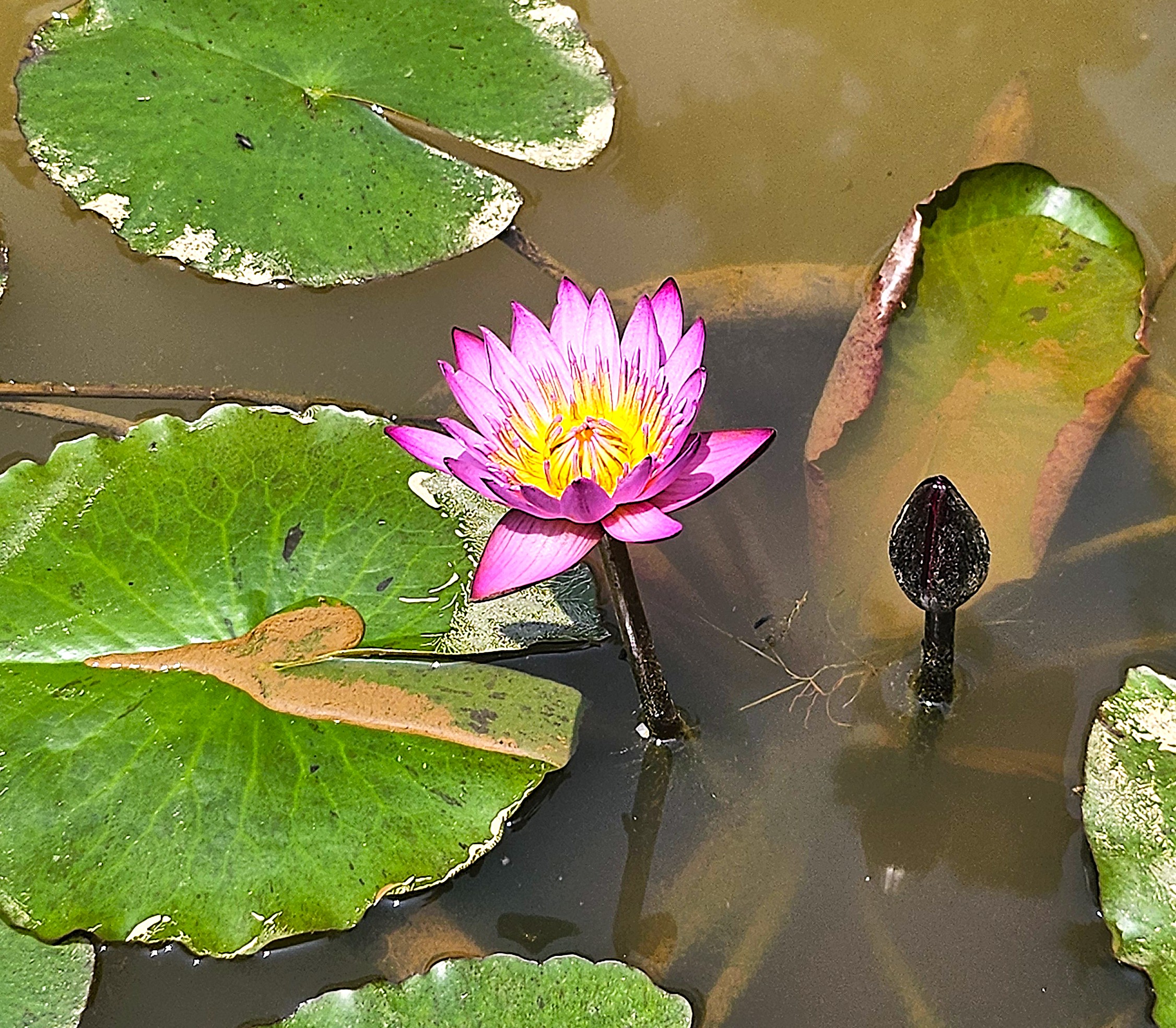 고요한 마음에 피어나는 꽃 — 수련 이야기