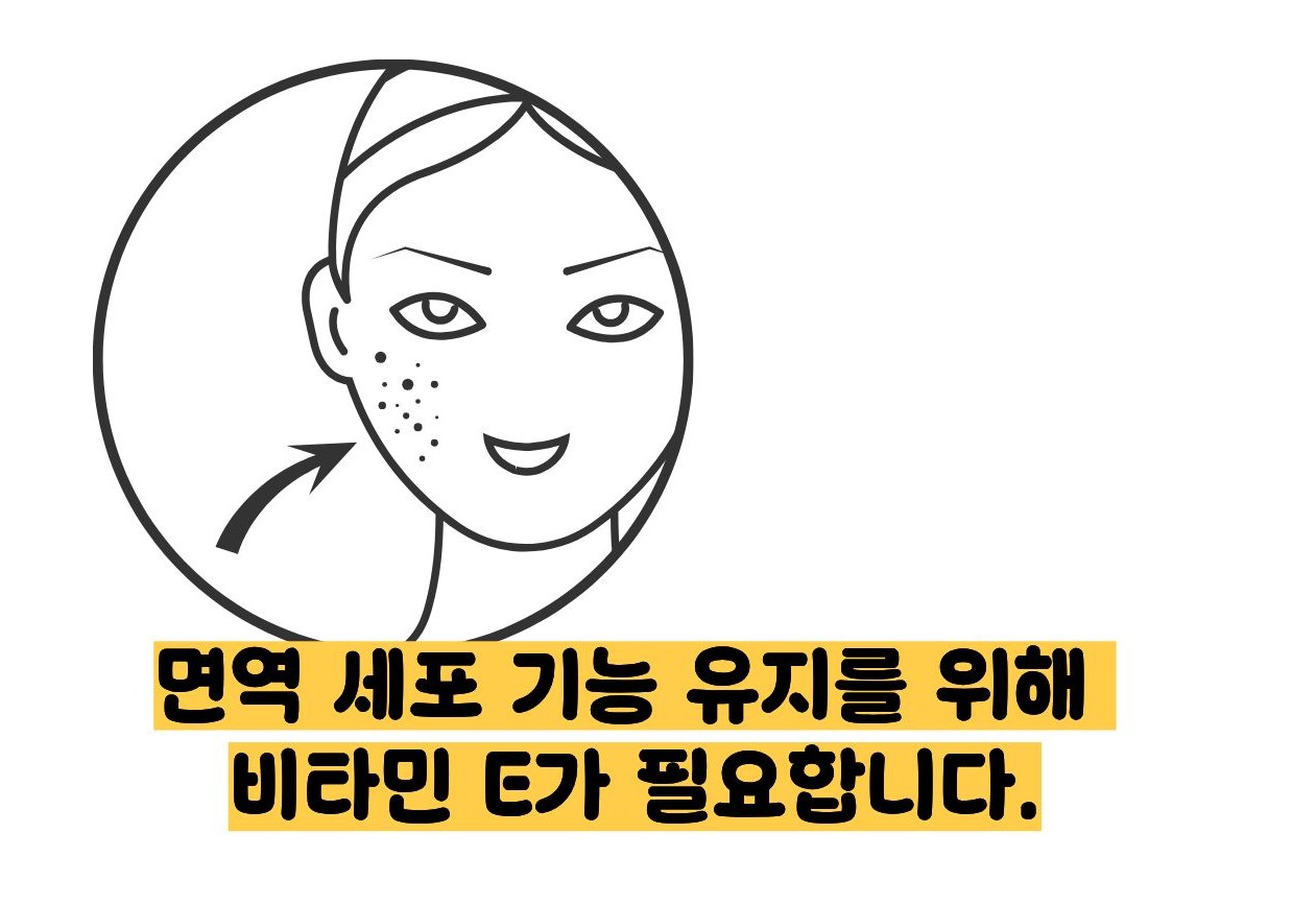 비타민e의 효능