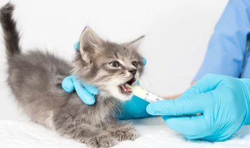 고양이 방광염/출처:어도비스톡