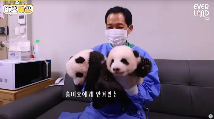 아기바이오-판다