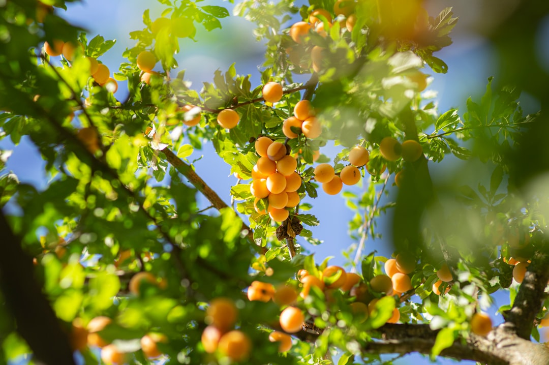 Apricot