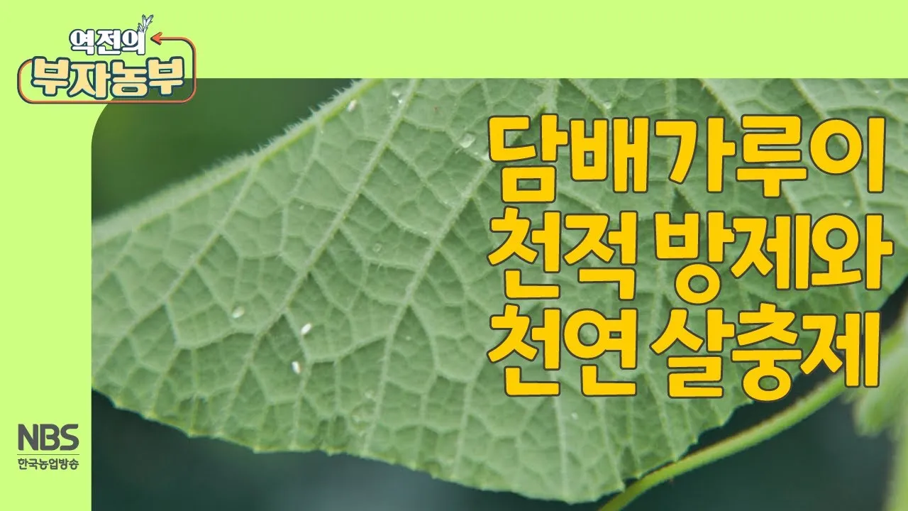 병해충 천적 활용 무당벌레 기생벌 끈끈이트랩 친환경 방제_6