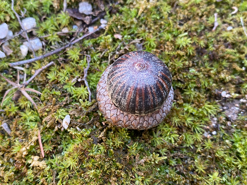 대왕참나무 열매2
