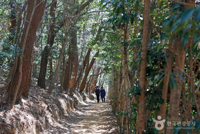 숲길 양옆으로 나무들이 줄지어 서있다