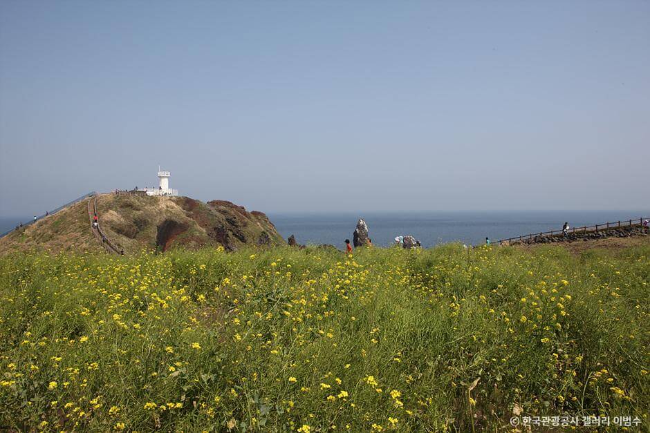 2025년봄꽃개화시기