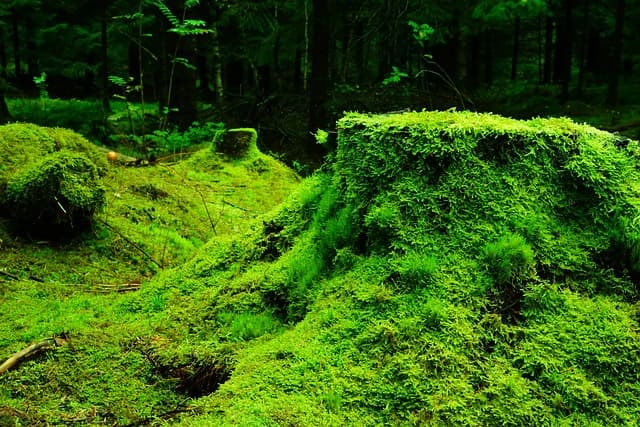 이끼 농업(Moss Farming) – 공기 정화와 환경 보호를 동시에