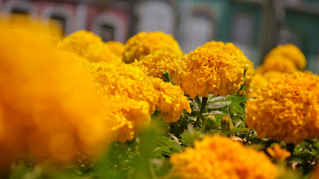 Jeju Flower Festival