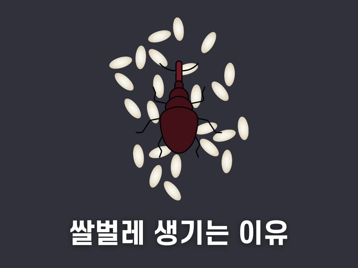 쌀벌레 생기는 이유