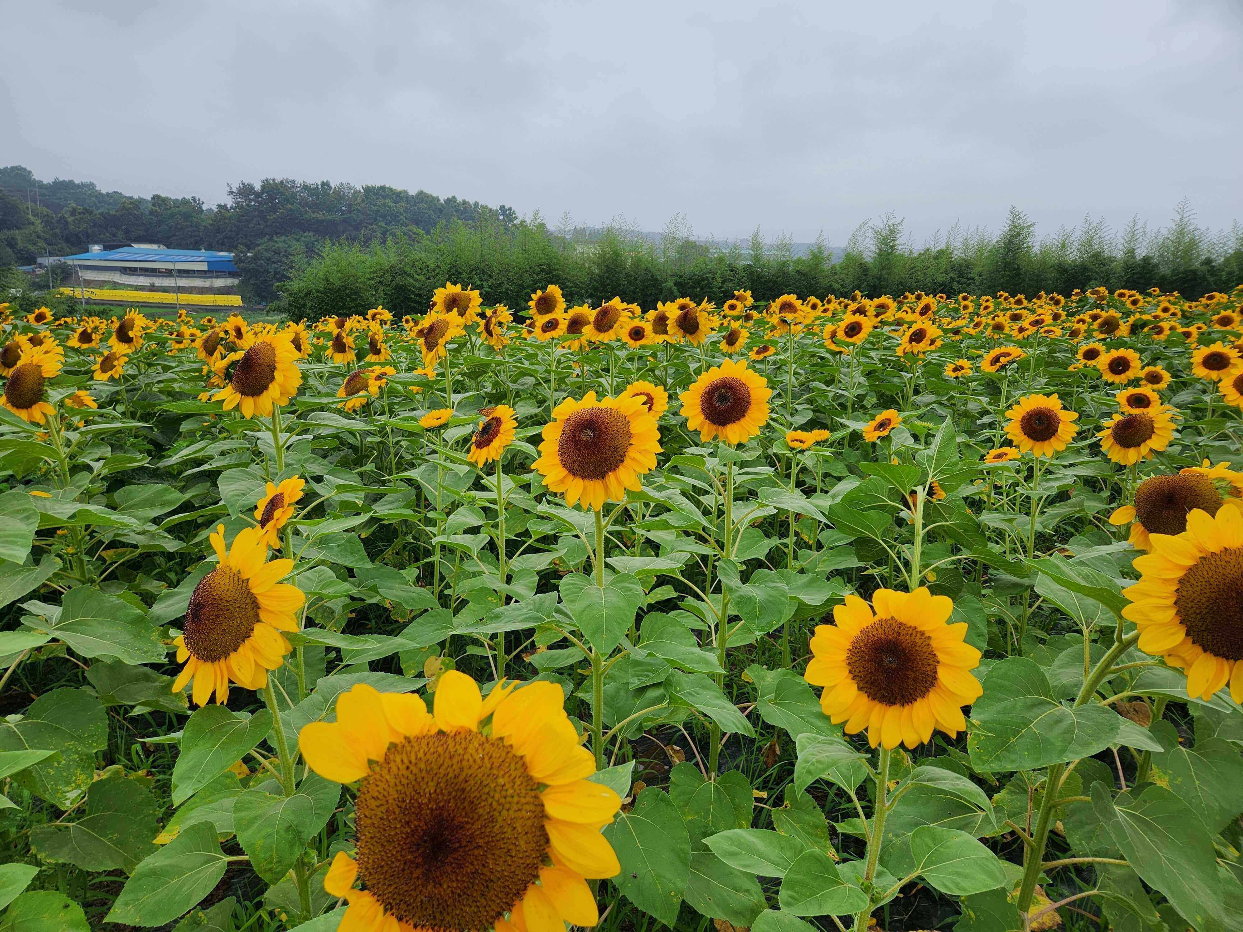 강주해바라기축제