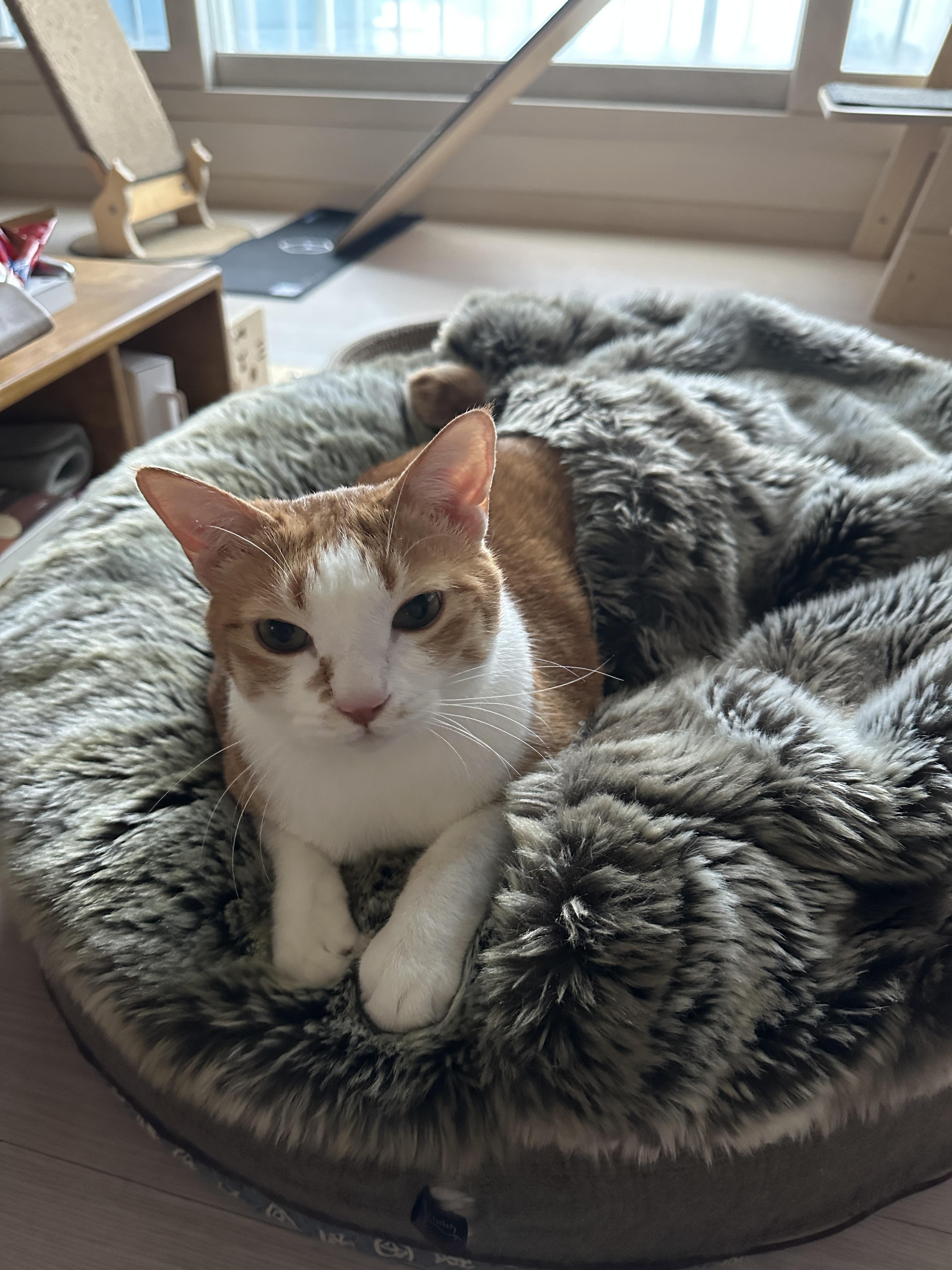 방석에_이쁘게_엎드려서_눈맞추는_고양이_호야