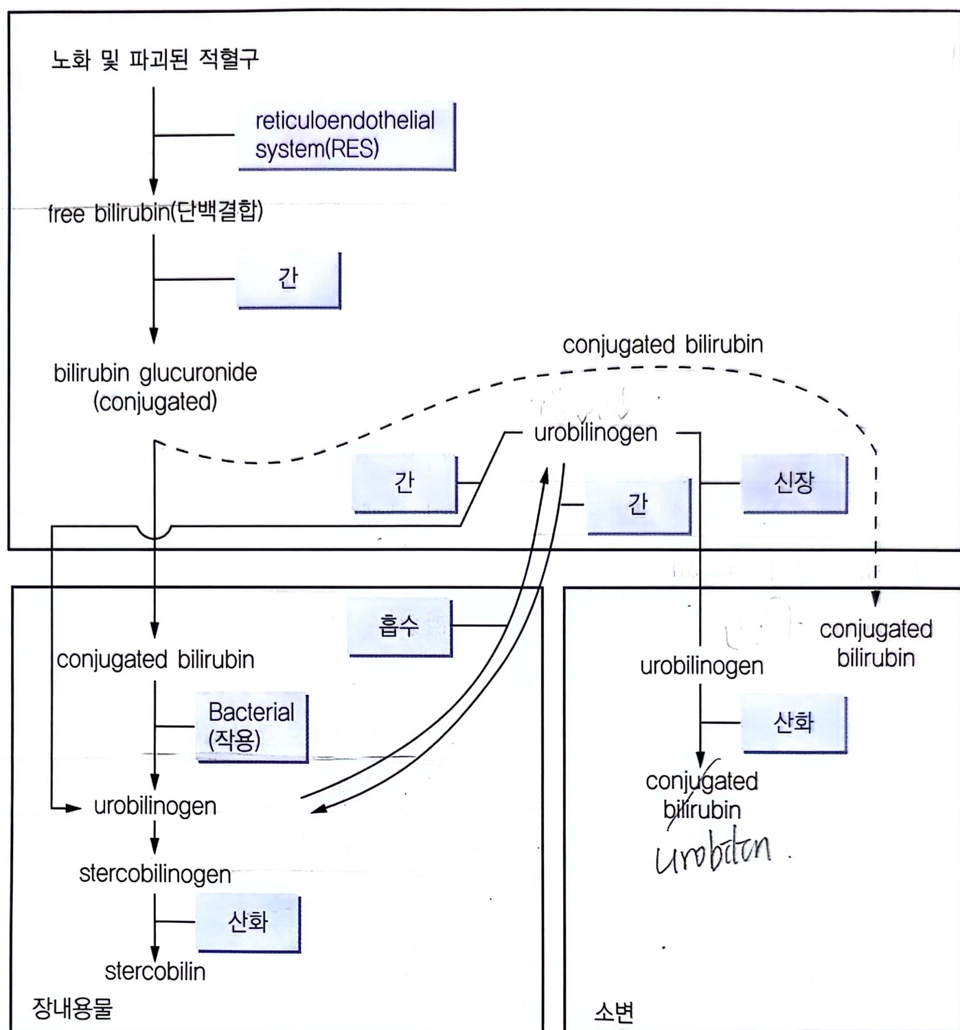 답즙 형성과 분비