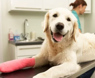 강아지 십자인대 파열 증상, 수술비 총정리