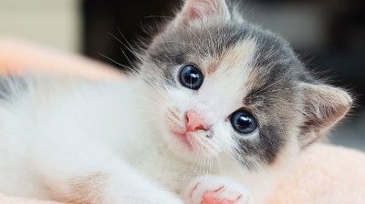 아기 고양이