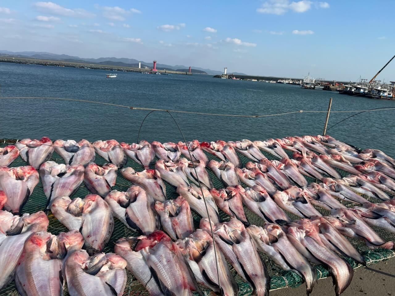6시내고향 충남 서천 광어요리 맛집 원양호 수산물 온라인 주문