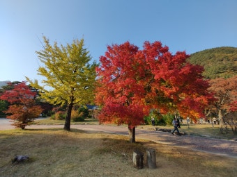 강원도 설악산 단풍