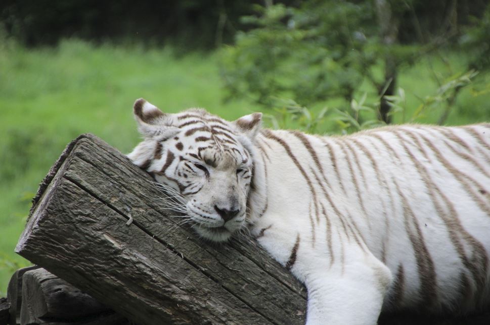 2026년 호랑이띠 운세 (+태어난 년도별 총정리)
