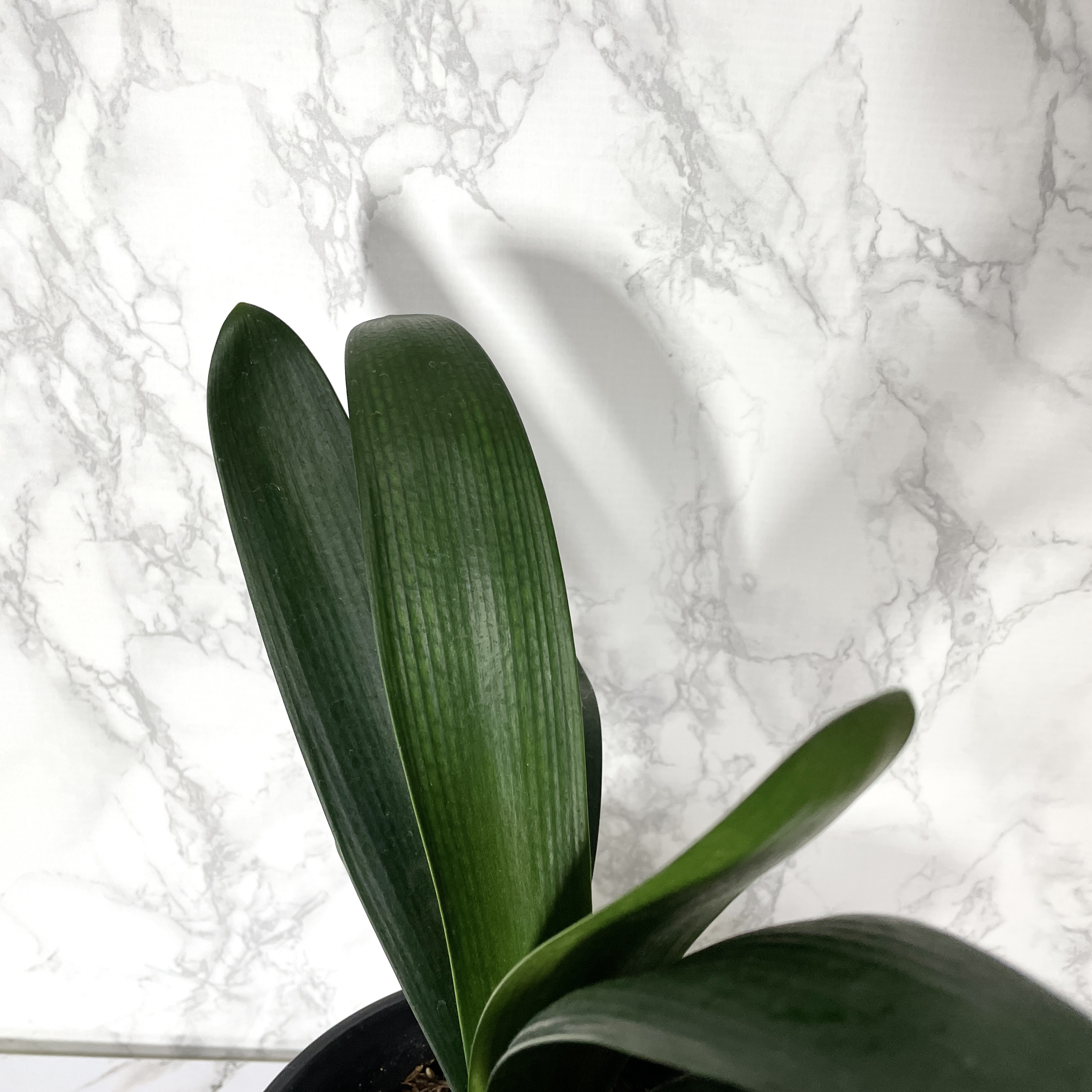 군자란 관리법 분갈이 물주기