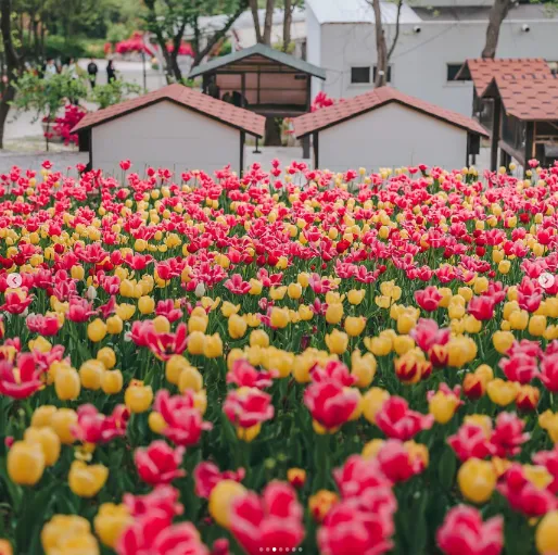 피나클랜드 불꽃축제 튤립 수선화 축제 3