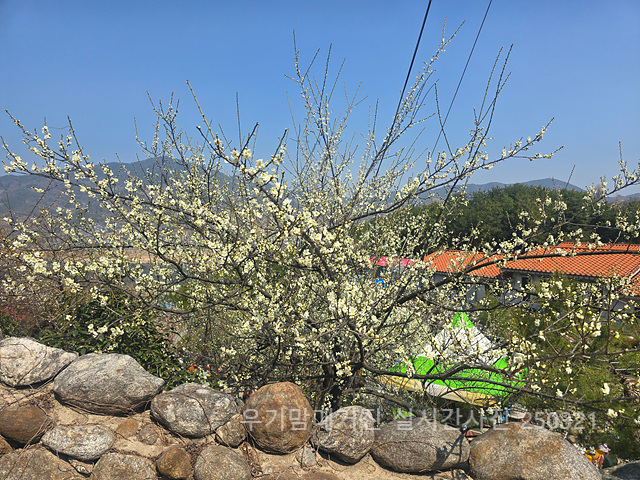 광양매화축제 실시간