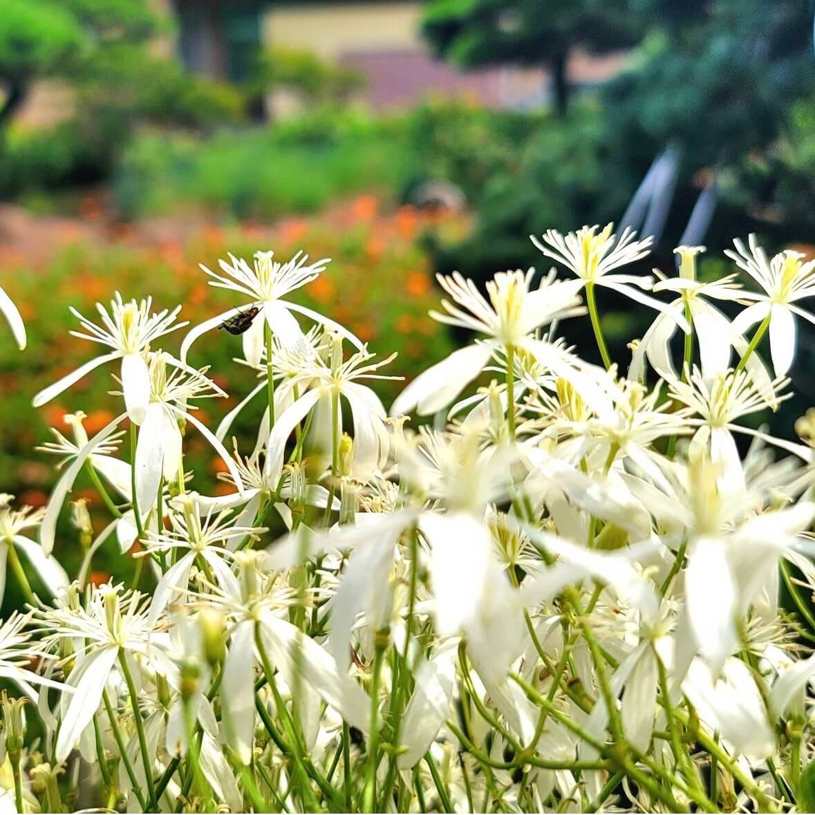 고창 핑크뮬리 축제