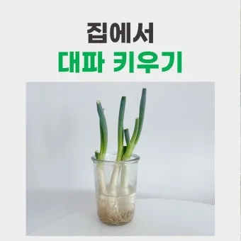 텃밭 대파 키우는 법 토양 북주기 웃거름 병해 예방_7