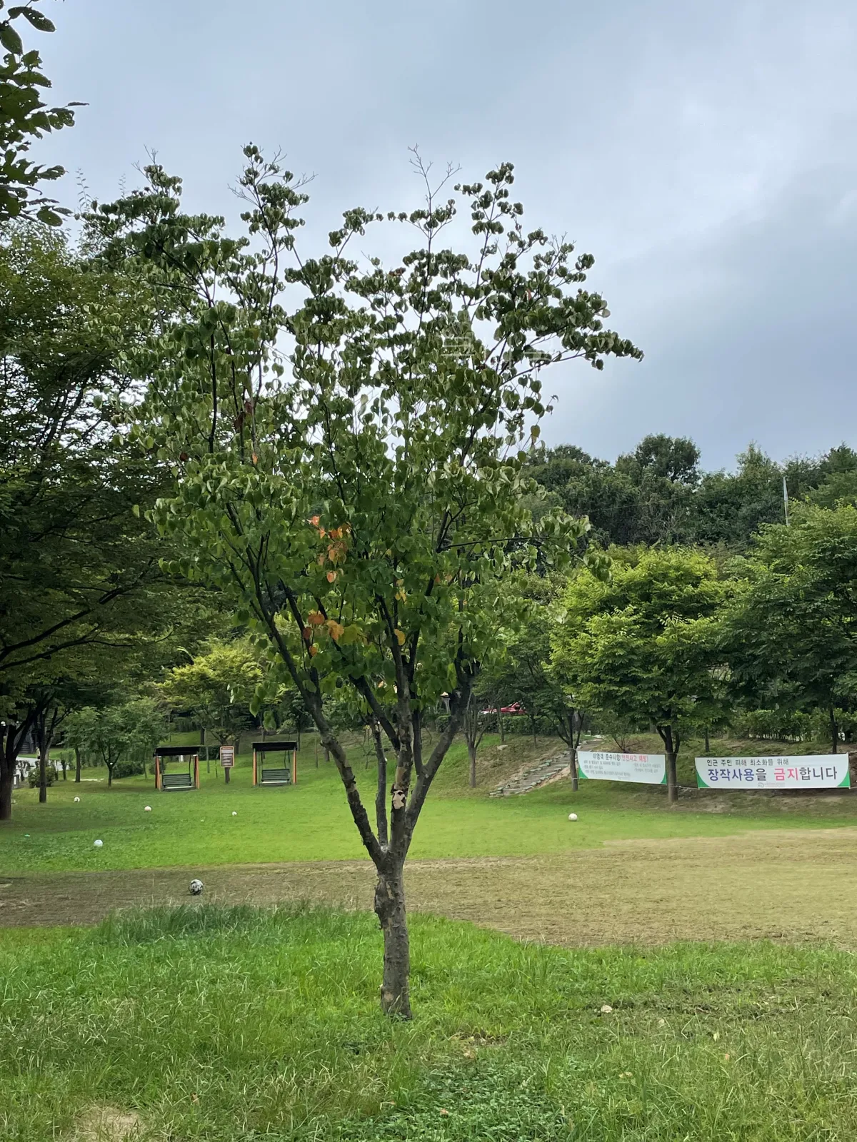 서울-가족캠핑-피크닉-추천-초안산캠핑장-자리,예약-꿀팁