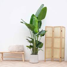 거실을 위한 최고의 실내 식물