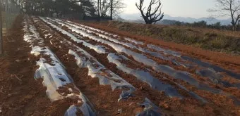 감자 재배 달력 파종 북주기 역병 관리 수확 및 저장_16