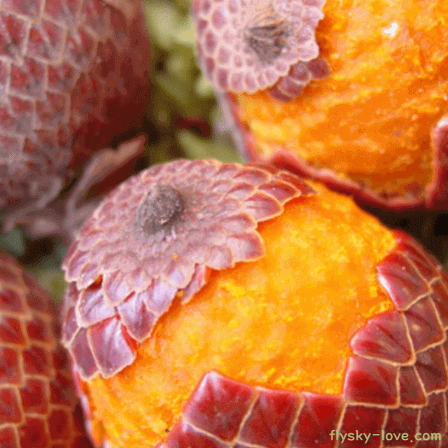 아구아헤 효능