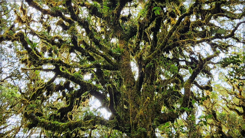 Wild moss-covered tree with tangled green branches in a forest, symbolizing natural growth, green energy, and emotional balance.
