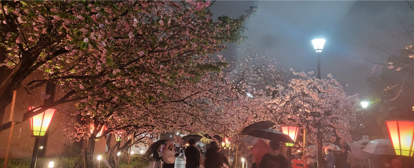 조폐국 야에자쿠라 라이트업