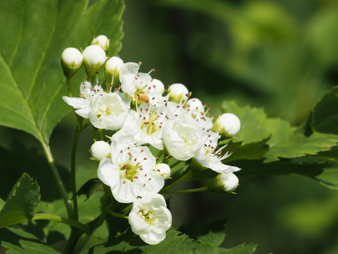 Hawthorn