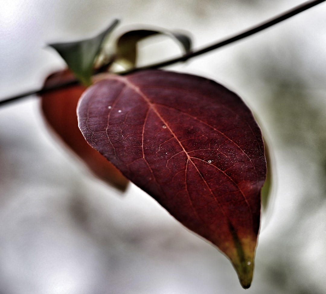 철 (season)