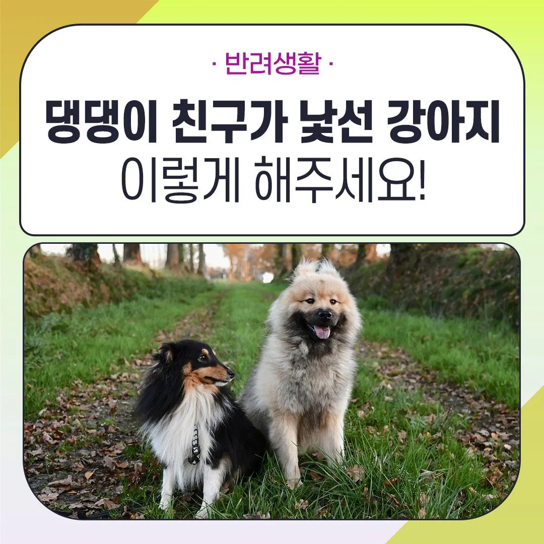 강아지가 다른 강아지 싫어하는 원인과 해결법_2