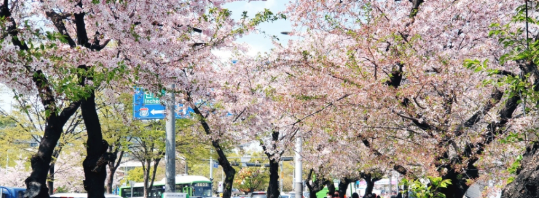 여의도 윤중로