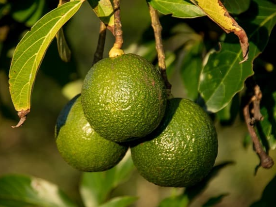 아보카도 오일 추출 방식 확인