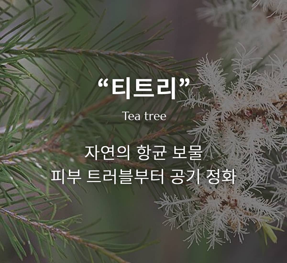 자연의 약국, 티트리 에센셜 오일의 다양한 활용법