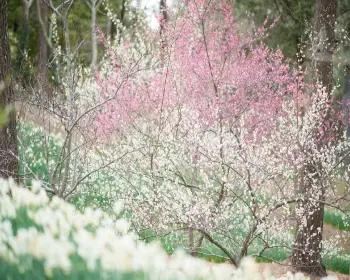 매화 개화시기_10