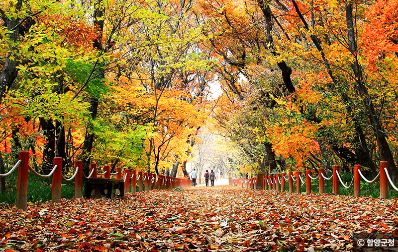 함양 상림숲 산책 모습